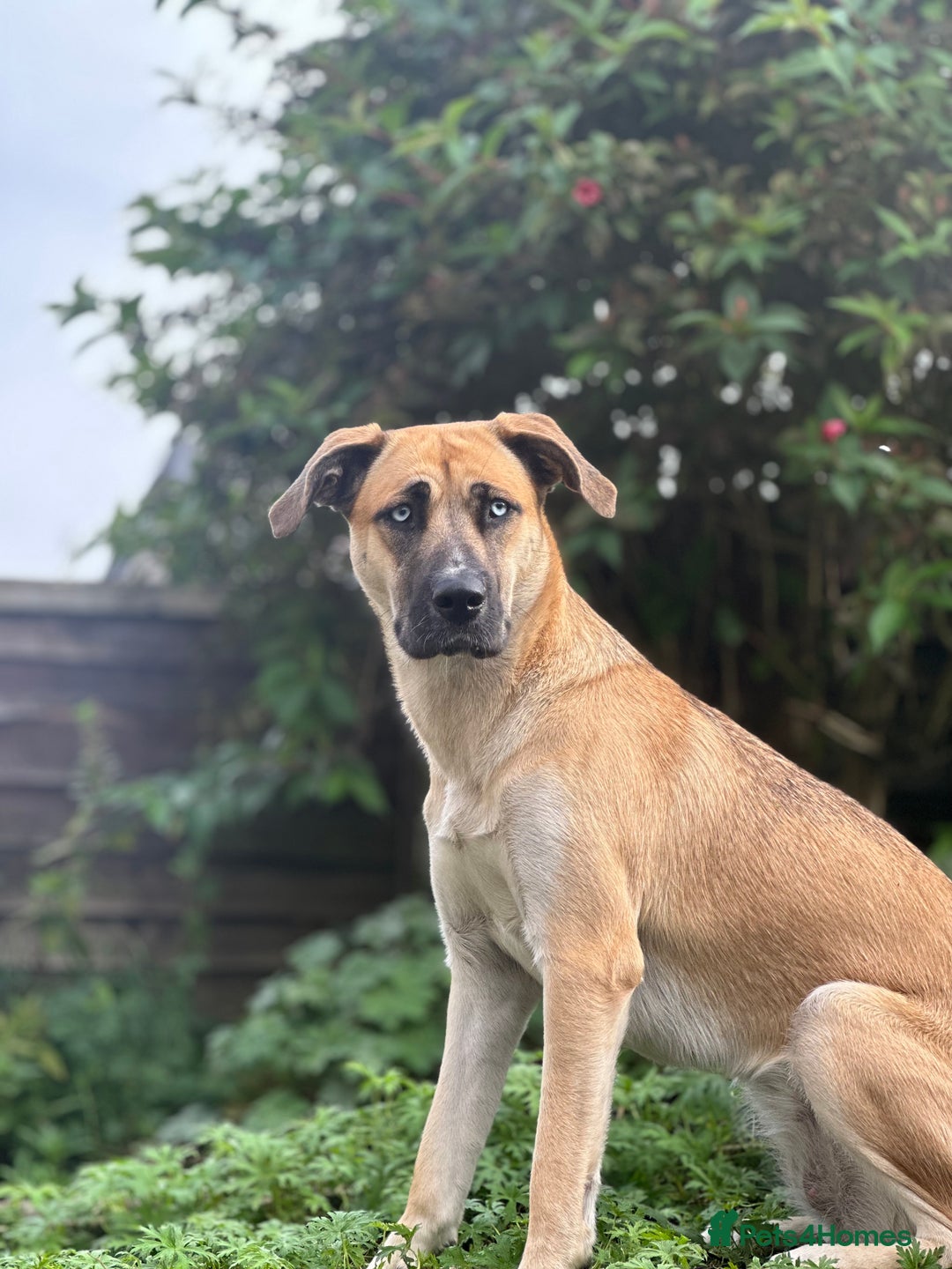 Shepsky dogs for sale: Beautiful Bitch for adoption we don’t want money - Image 6