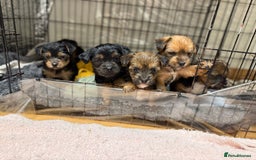 Yorkshire Terrier dogs for sale: Yorkshire Terrier  - Advert 16