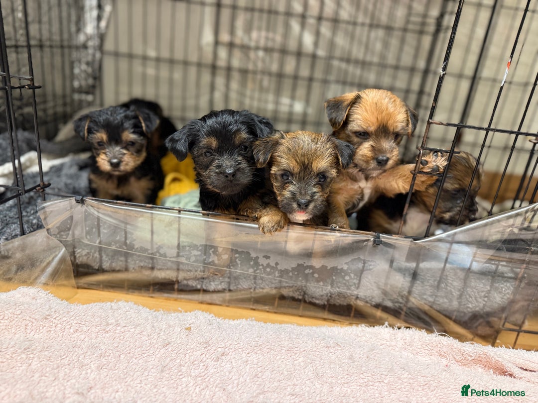 Yorkshire Terrier dogs for sale: Yorkshire Terrier  - Advert 16