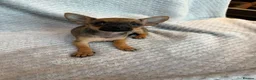Chihuahua dogs for sale: Beautiful Dotty  - Advert 2
