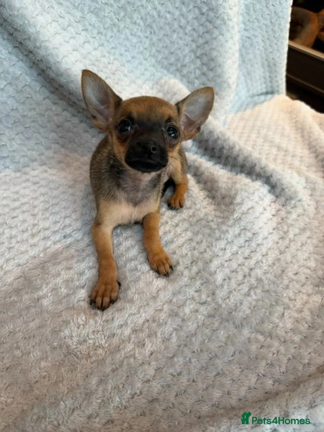 Chihuahua dogs for sale: Beautiful Dotty  - Advert 2