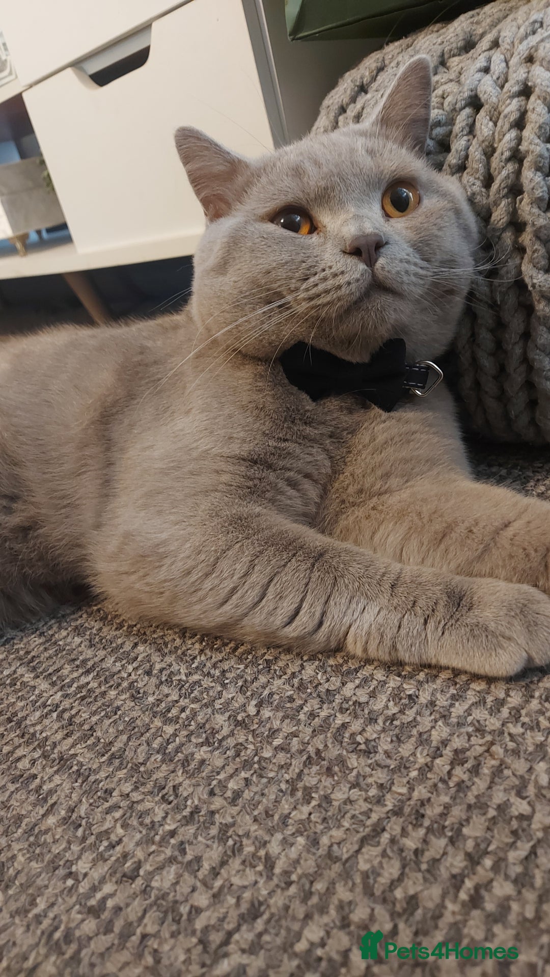 British Shorthair cats for stud: LILAC BOY GCCF Registered ready for Stud service  in Leigh - Image 1