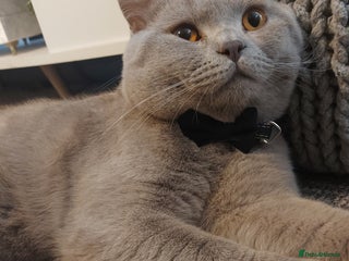 British Shorthair cats in Leigh - Advert 24