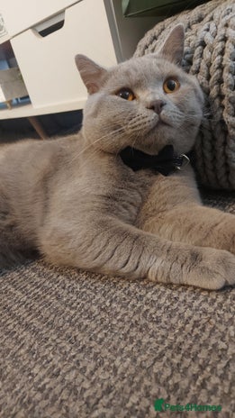 British Shorthair cats in Leigh - Advert 9