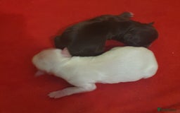 Chihuahua dogs for sale: Beautiful Long-Haired Chihuahua Puppies - Advert 15