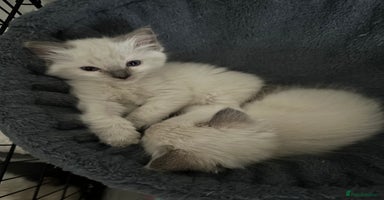 Ragdoll cats - Advert 14