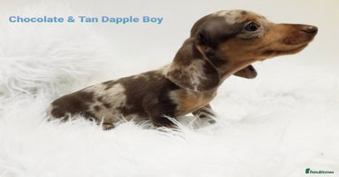 Miniature Dachshund dogs - Advert 6