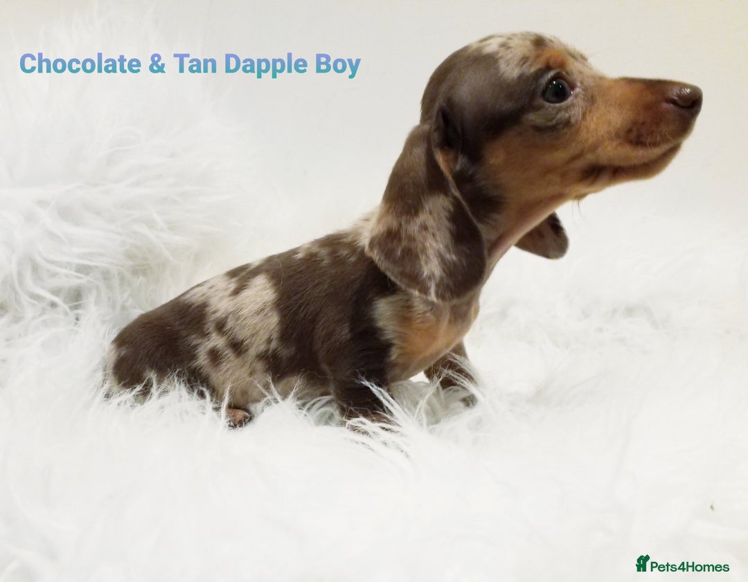 Miniature Dachshund dogs for sale: STUNNING KC DAPPLES. 5* breeder - Image 10