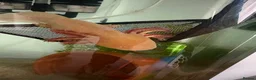 Axolotl reptiles for sale: Mixed axolotl  in Saint Helens - Advert 6
