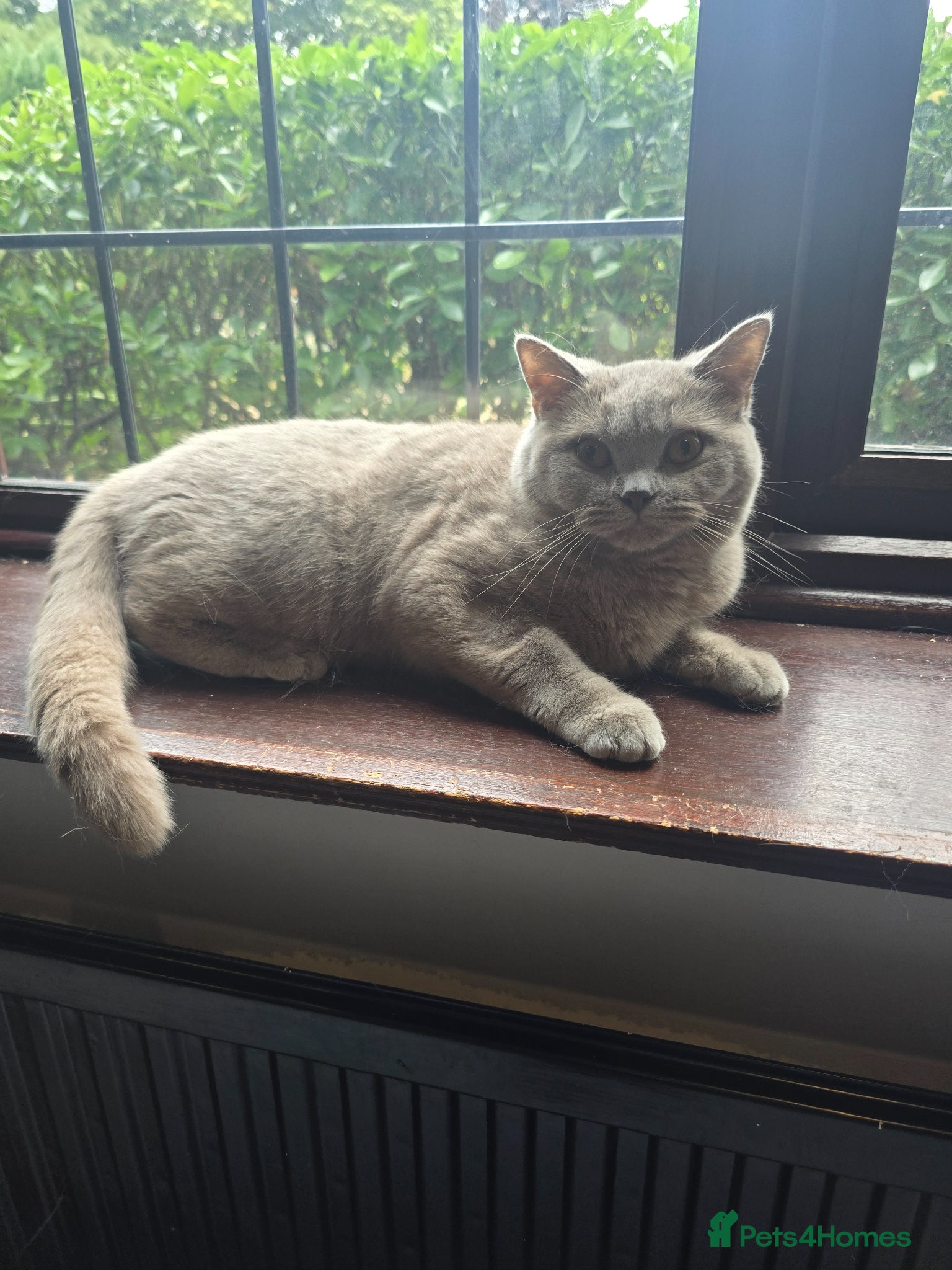 British Shorthair cats Beautiful lilac british-shorthair girl - Advert 4