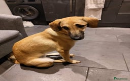 Mixed Breed dogs for adoption: Sallie – 10 months old, Female, Mixed Breed Pup - Advert 6