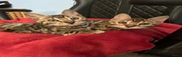 Bengal cats for sale: Exceptional Bengal Kittens - Advert 3