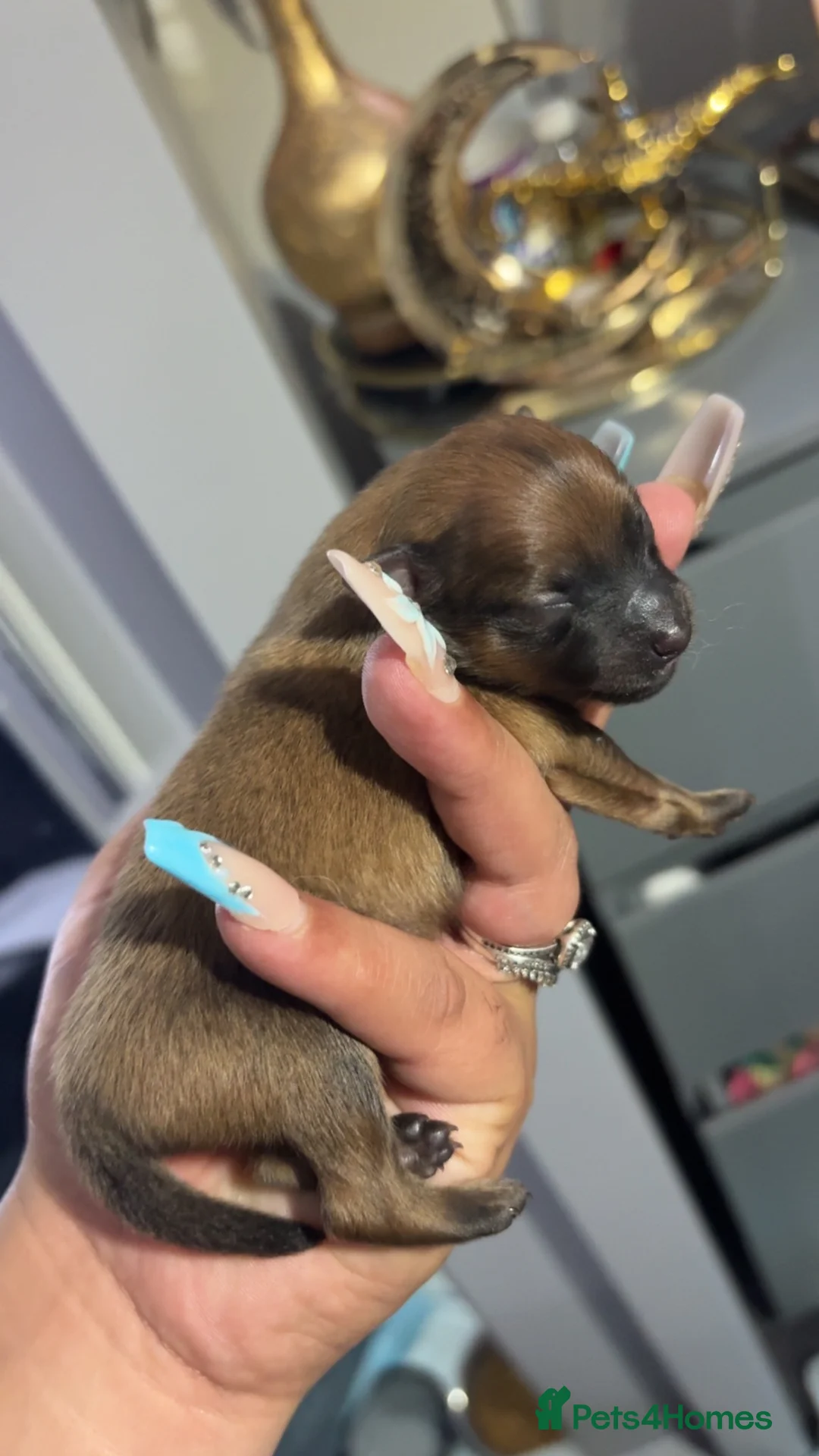 Pomeranian dogs for sale: Pomeranian puppy’s  in Nottingham - Advert 6