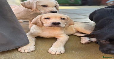 Labrador Retriever dogs - Advert 13
