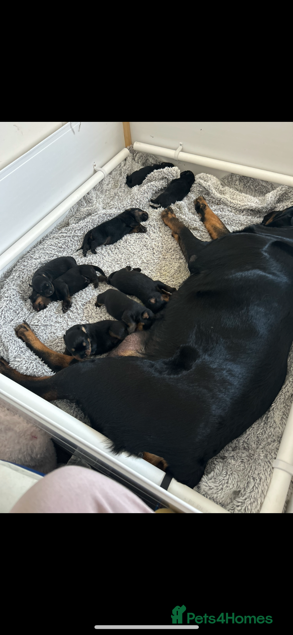 Rottweiler dogs Beautiful litter  - Advert 2