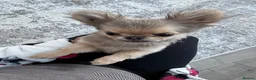 Chihuahua dogs for sale: Apple head chihuahua - Bluey - 9 months old  - Advert 4