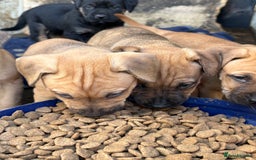 Rottweiler dogs for sale: Rottweiler × Black Mouth Cur  - Image 9