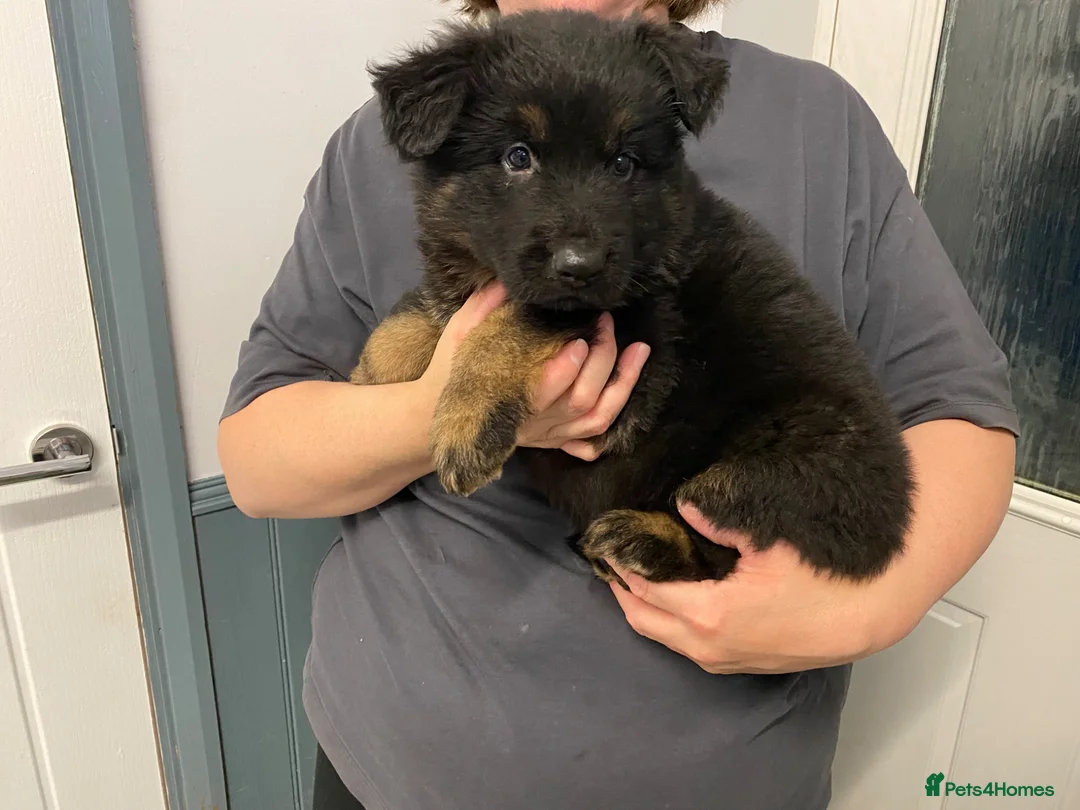 German Shepherd dogs for sale: German Shepherd pups in Kidderminster - Advert 2