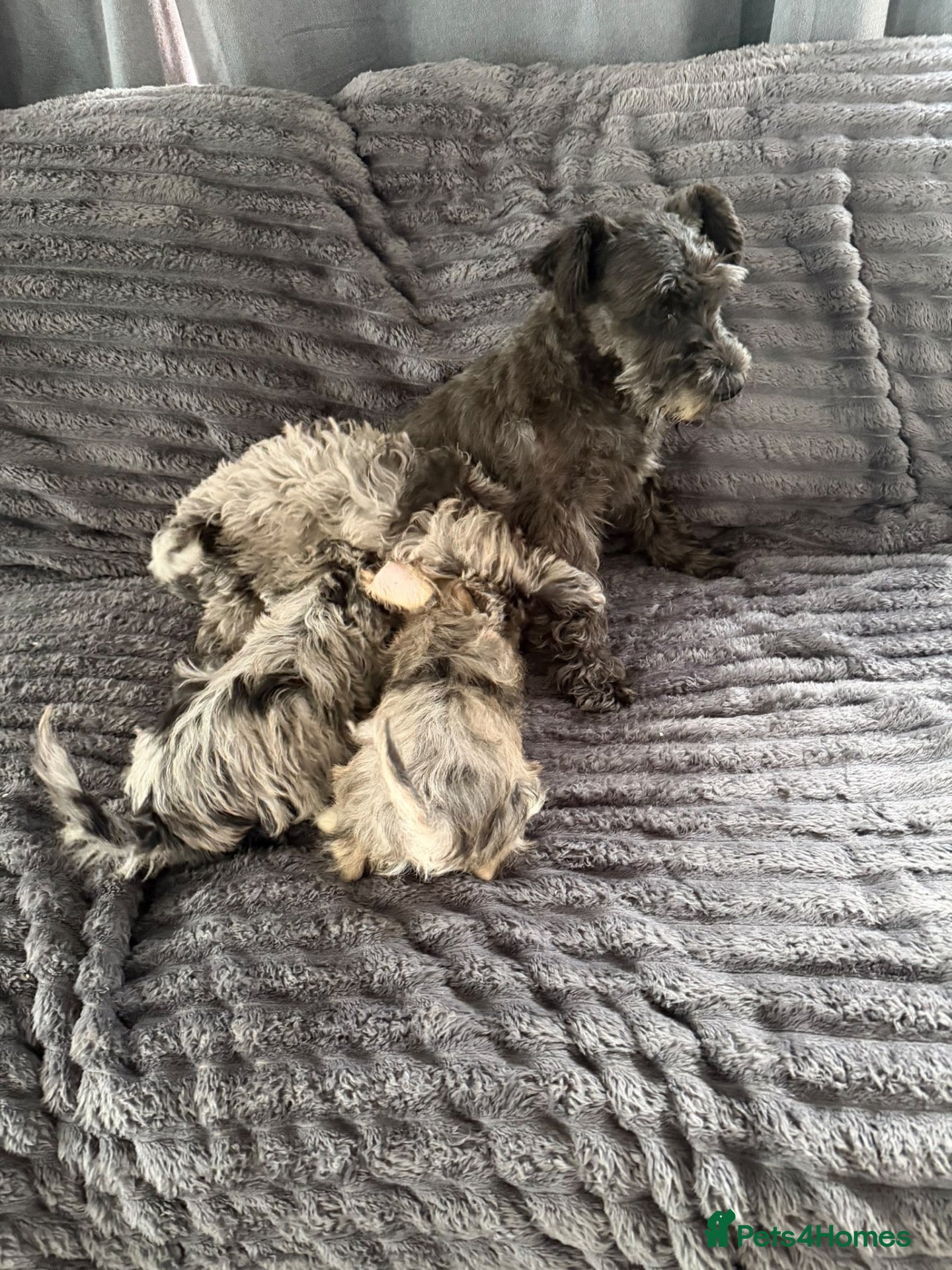 Schnoodle dogs Schnoodle puppies for sale  - Advert 13