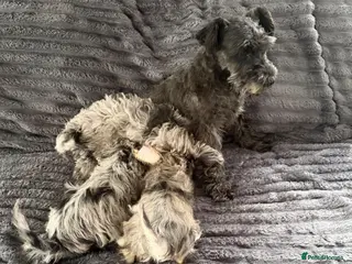 Schnoodle dogs Schnoodle puppies for sale - Advert 4