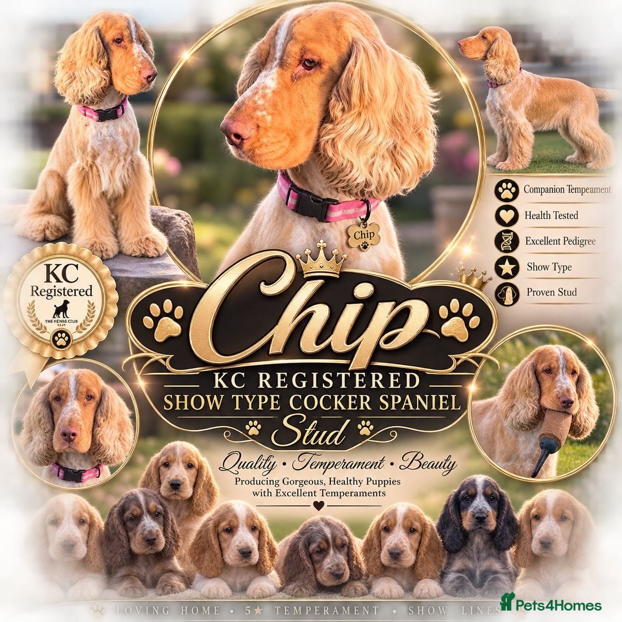 Cocker Spaniel dogs Kc registered show type cocker spaniel  - Advert 14