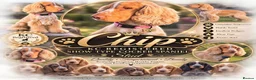 Cocker Spaniel dogs for stud: Kc registered show type cocker spaniel  - Advert 1