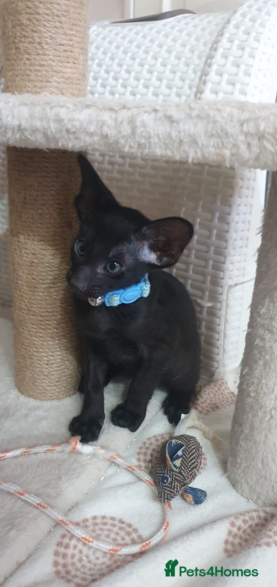 Oriental cats for sale: Beautiful Oriental Kittens for Sale - Advert 20