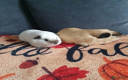 Guinea Pig rodents for sale: White california guinea pig ready to give birth  - Advert 2