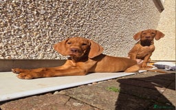Hungarian Vizsla dogs for sale: 2 viz boys looking for loving homes - Image 6