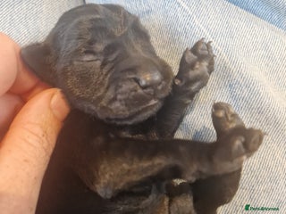 Labrador Retriever dogs - Advert 4