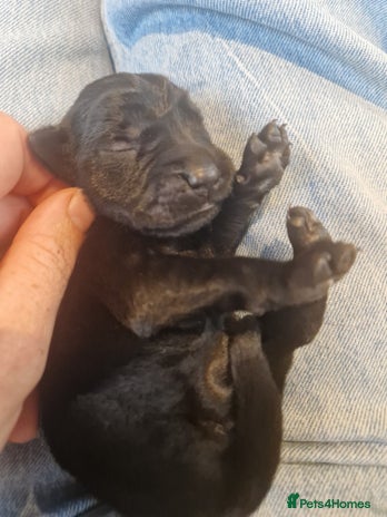 Labrador Retriever dogs - Advert 1