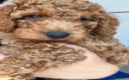 Cockapoo dogs for sale: 🌟  ONE RED CURLY FLUFFY BOY Now 🌟 in Boston - Image 22