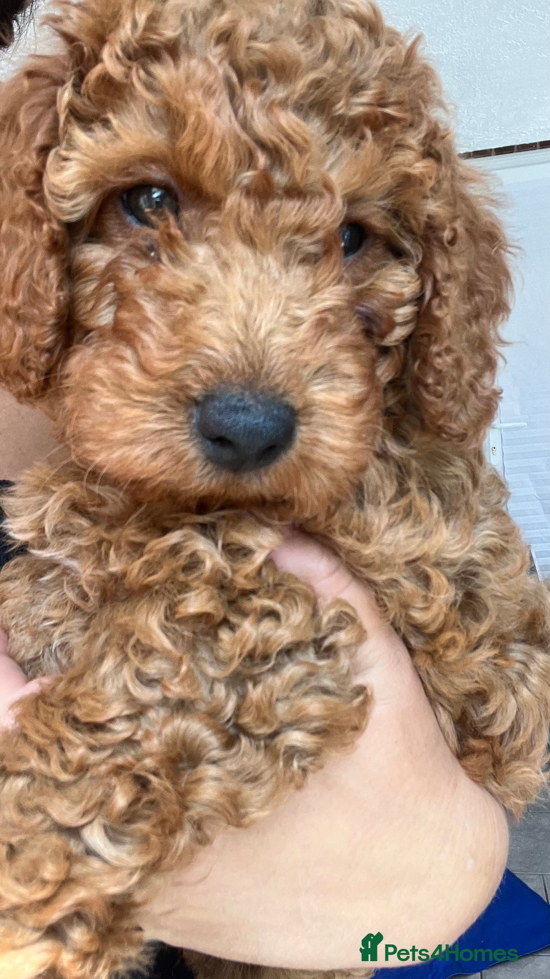 Cockapoo dogs for sale: 🌟  ONE RED CURLY FLUFFY BOY Now 🌟 in Boston - Image 22