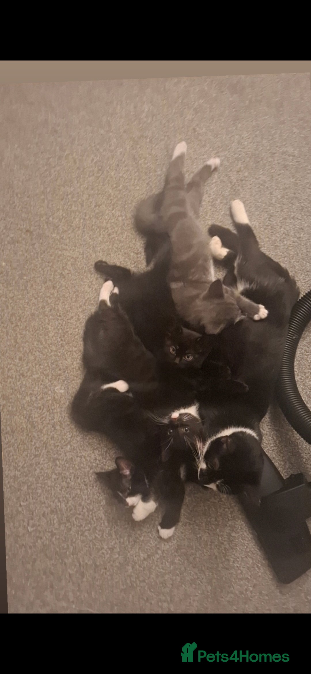 Mixed Breed cats  Beautiful kittens - Advert 1