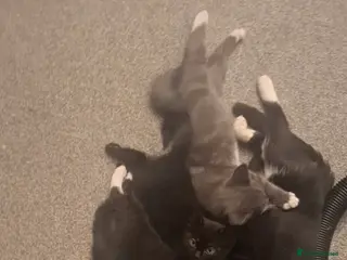 Mixed Breed cats Beautiful kittens - Advert 1