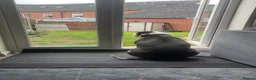 Mixed Breed dogs for sale: Male dog looking for forever home  in Stourbridge - Advert 9