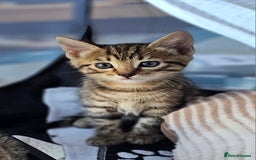 Bengal cats for sale: Beautiful Bengal cross kittens for sale - Image 10