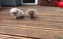 Pomeranian dogs for sale: Super Quite teddy bear Pomeranians puppy’s  - Image 6