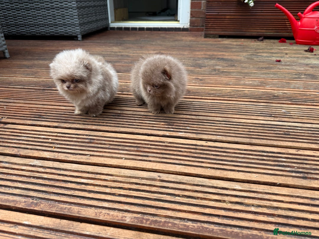 Pomeranian dogs for sale: Super Quite teddy bear Pomeranians puppy’s  - Image 6