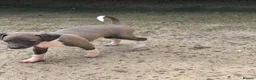 Italian Greyhound dogs for sale: Kc registered Italian greyhound pups  - Advert 11