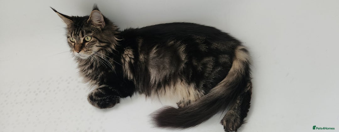 Maine Coon cats for sale: Pure Pedigree Maine Coon kittens  - Image 8