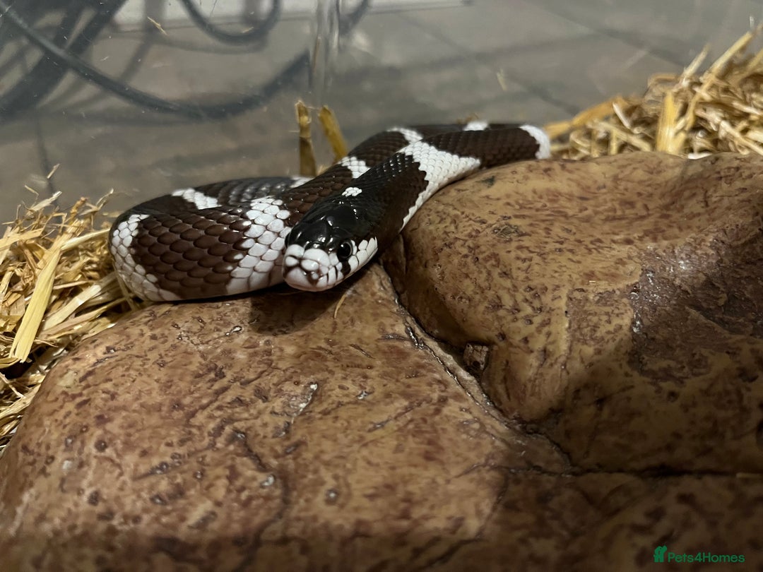 Snake reptiles for sale: California king snake - Image 2