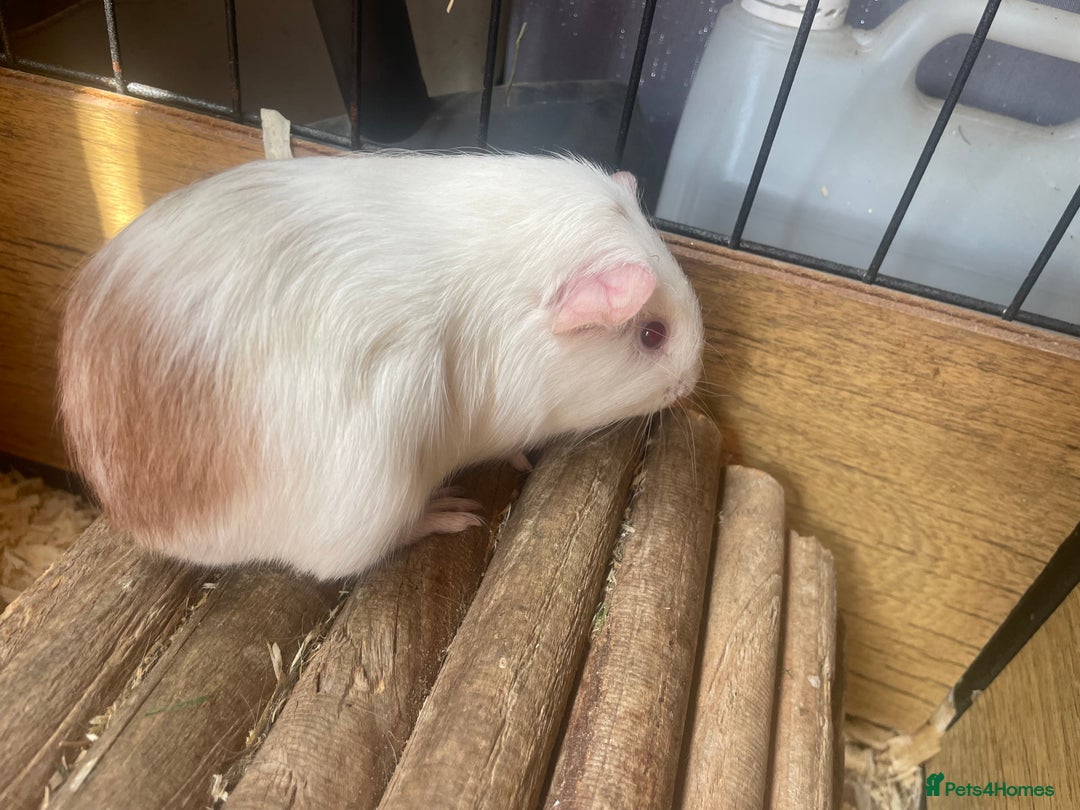 Guinea Pig rodents for sale: Beautiful boy Guinea pigs  - Image 7