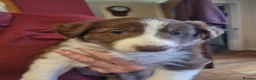 Border Collie dogs for sale: Red and white Tri colour puppies - Advert 4
