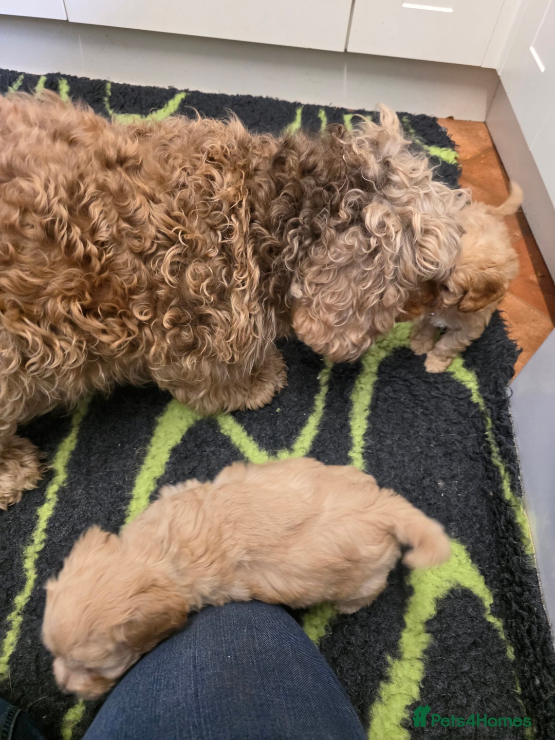 Cockapoo dogs for sale: Bred From Health Tested Parents - Advert 2