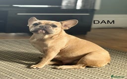French Bulldog dogs for sale: Beautiful KC registered french bulldog puppies  - Image 14