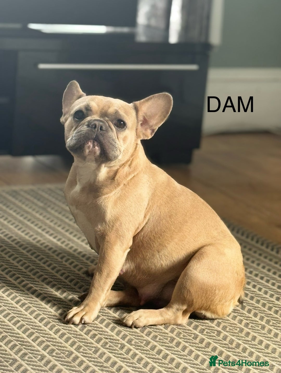French Bulldog dogs for sale: Beautiful KC registered french bulldog puppies  - Image 14