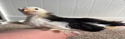 Chickens poultry for sale: Pekin Bantam cockerel 5 weeks old  in Newcastle - Advert 2