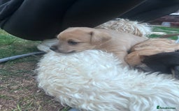 Jackapoo dogs for sale: Three jackapoo puppies - Image 6