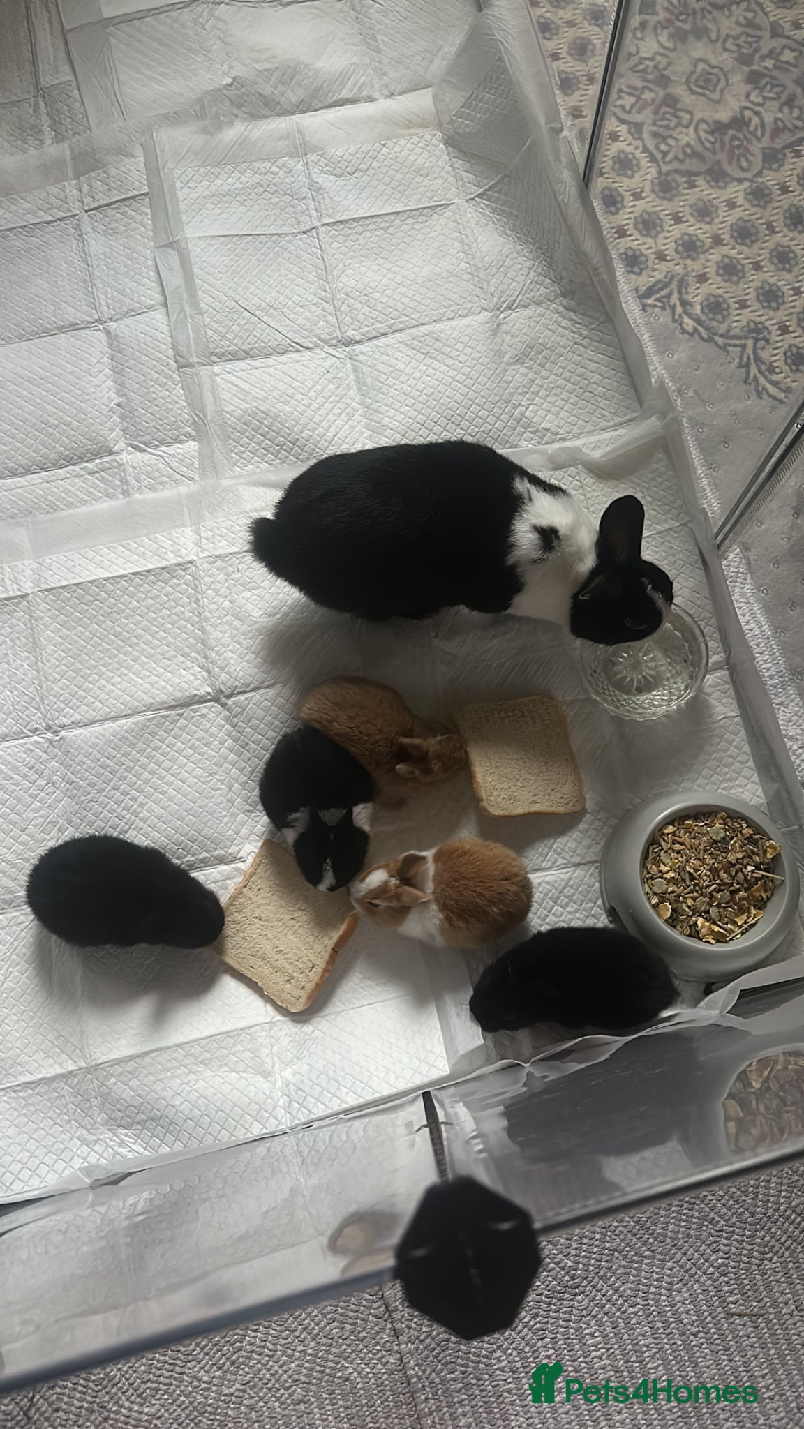 Mixed Breed rabbits Dwarf mixed breed bunnies  - Advert 2